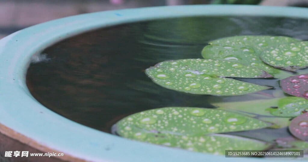 碗中睡莲叶片与花苞