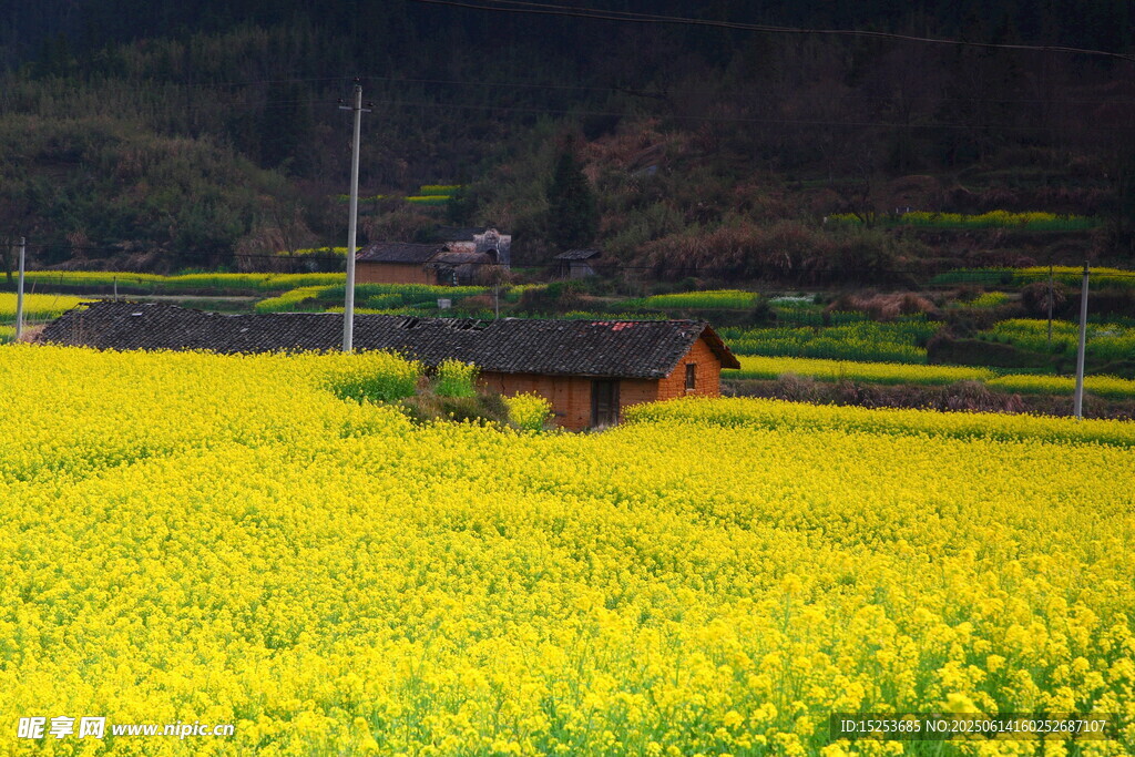 金黄油菜田中古朴小屋