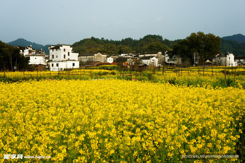 春日油菜田边的村落风光