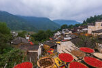 山村晒秋美景