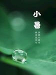 小暑海报