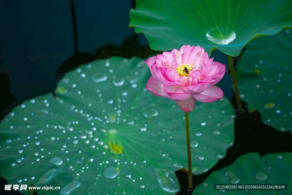 荷花