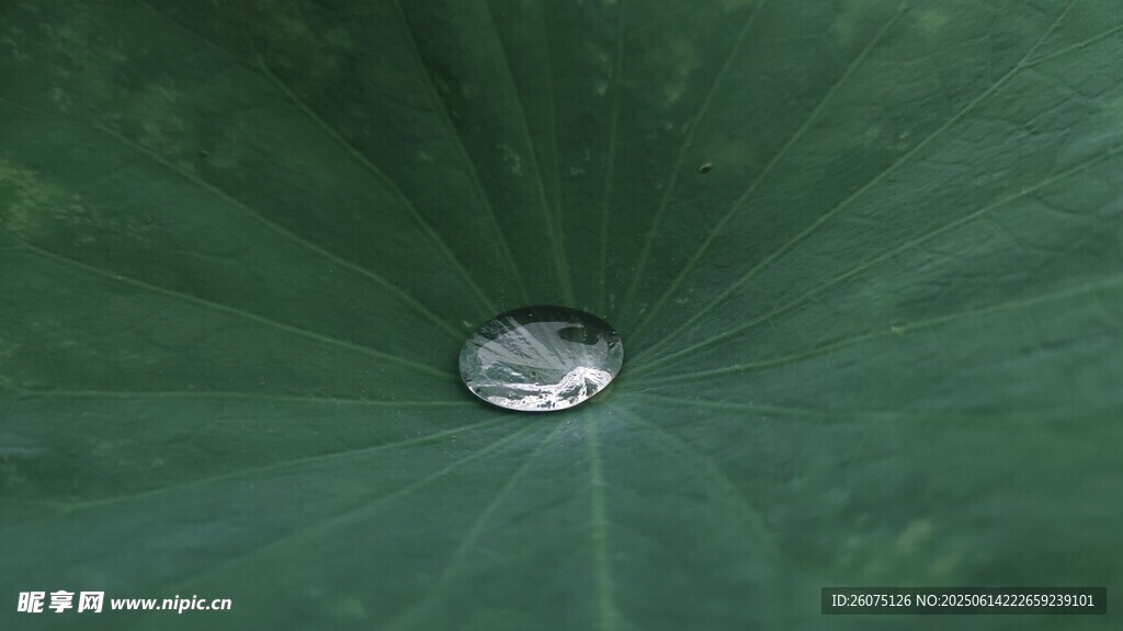 荷叶上的晶莹水珠