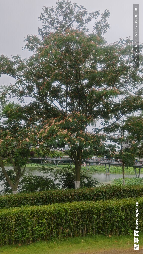 绿树成荫的园林景观