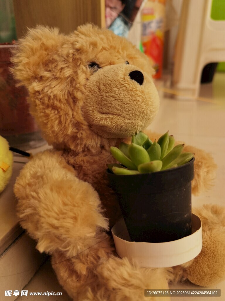 泰迪熊与小盆栽的温馨组合