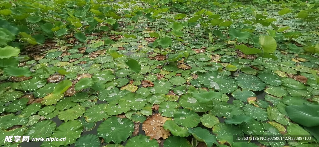 绿叶覆盖的地面景象