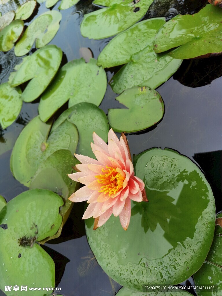 水中绽放的娇艳粉色睡莲