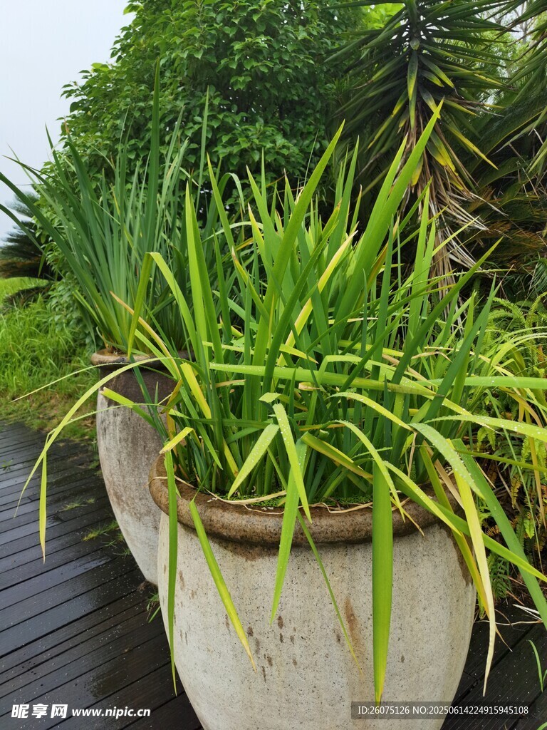 盆栽绿植