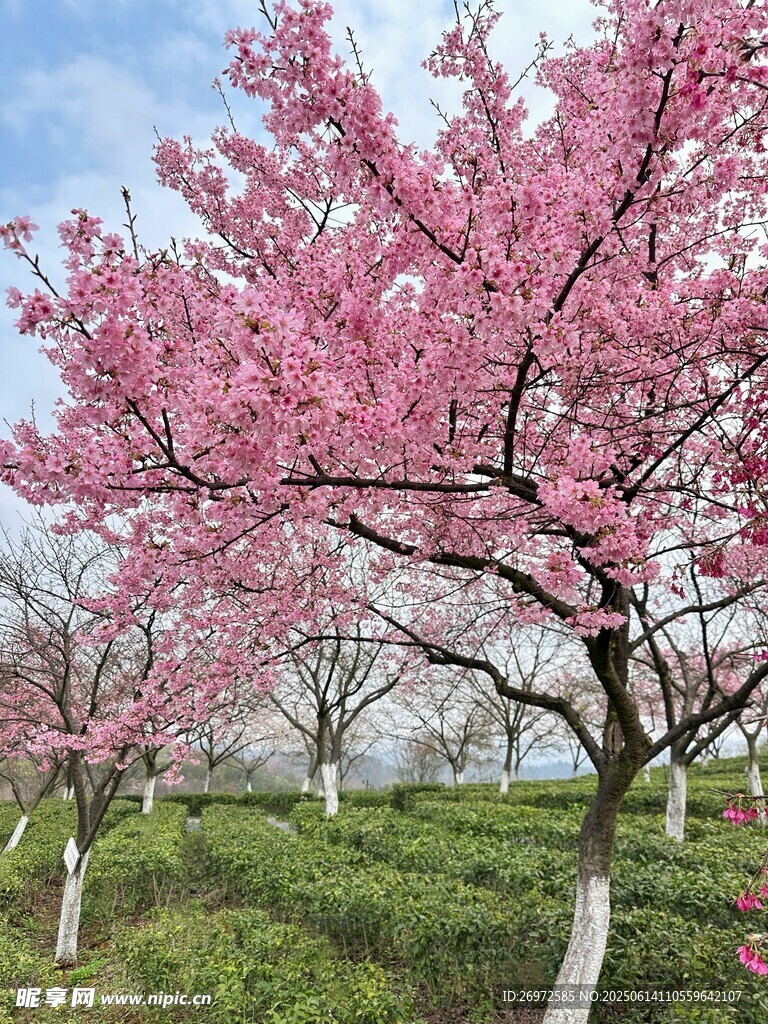 春日烂漫樱花树