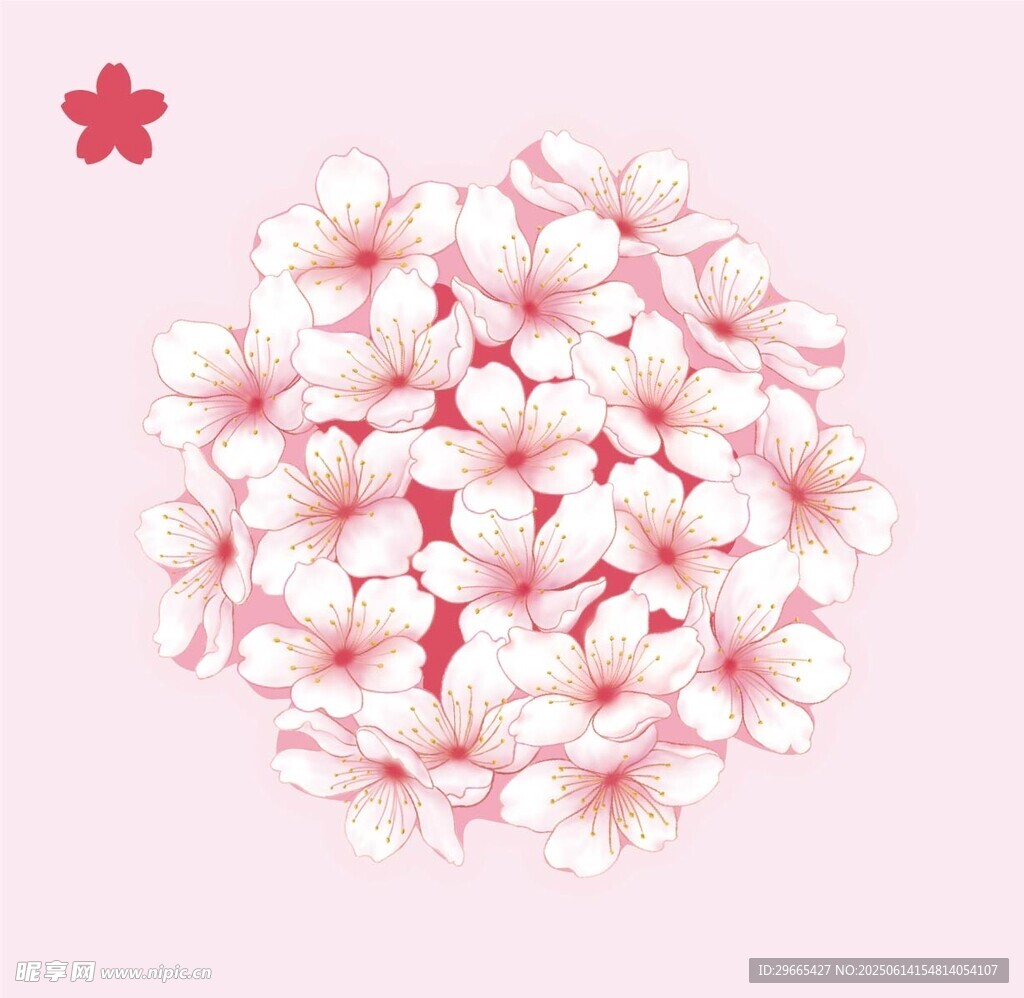 樱花