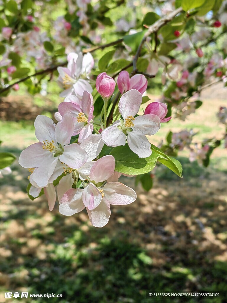 枝头绽放的粉嫩海棠花