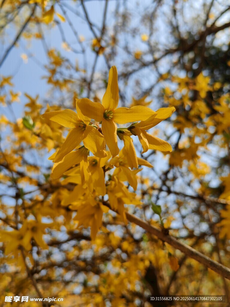 金黄迎春花绽放枝头