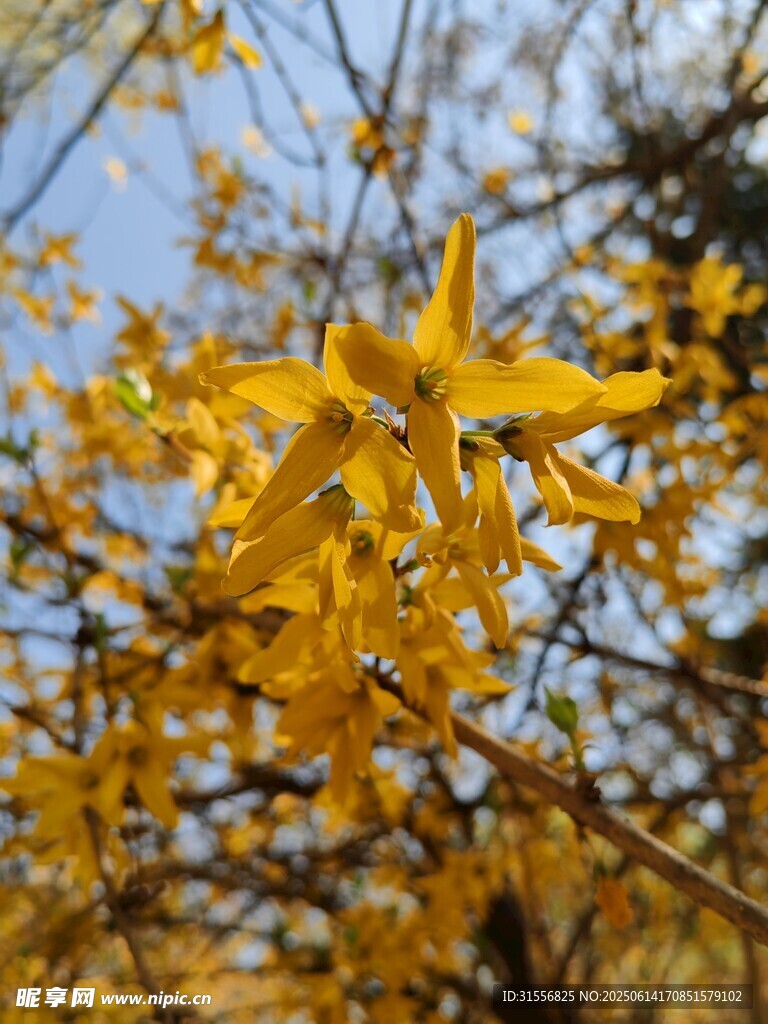 金黄花朵绽放枝头