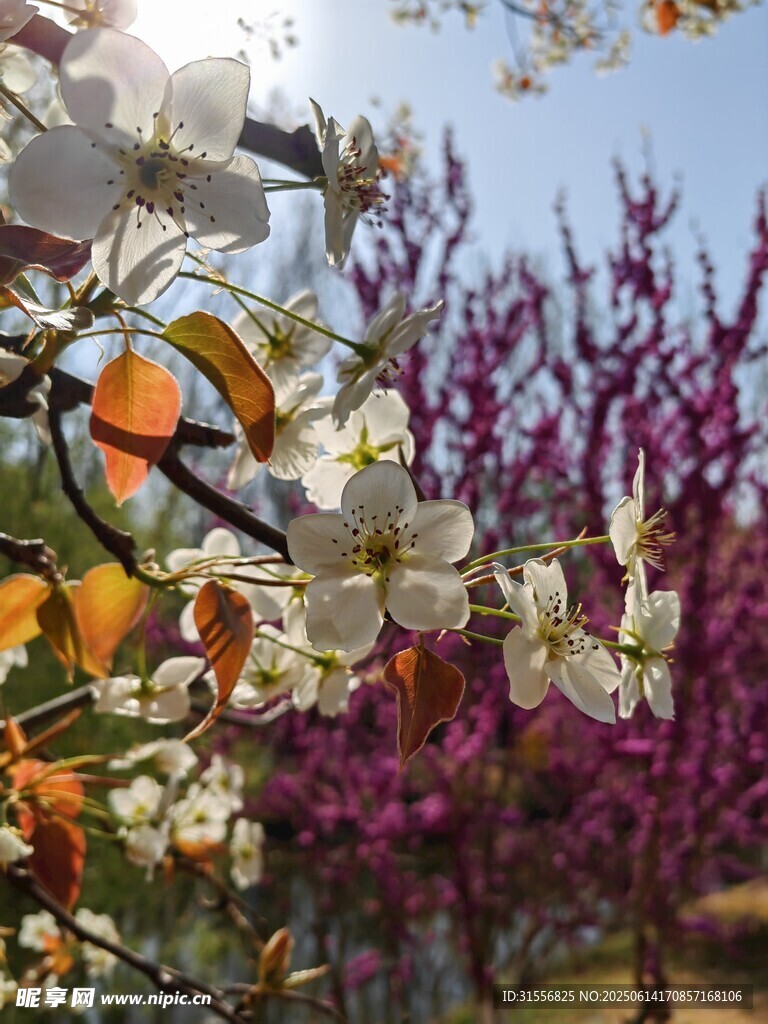 春日繁花绽放美景
