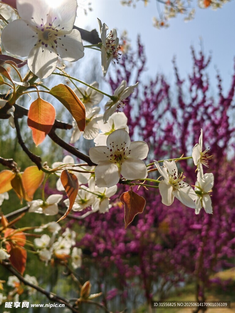 春日繁花绽放美景