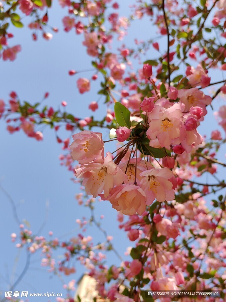 枝头绽放的粉嫩樱花