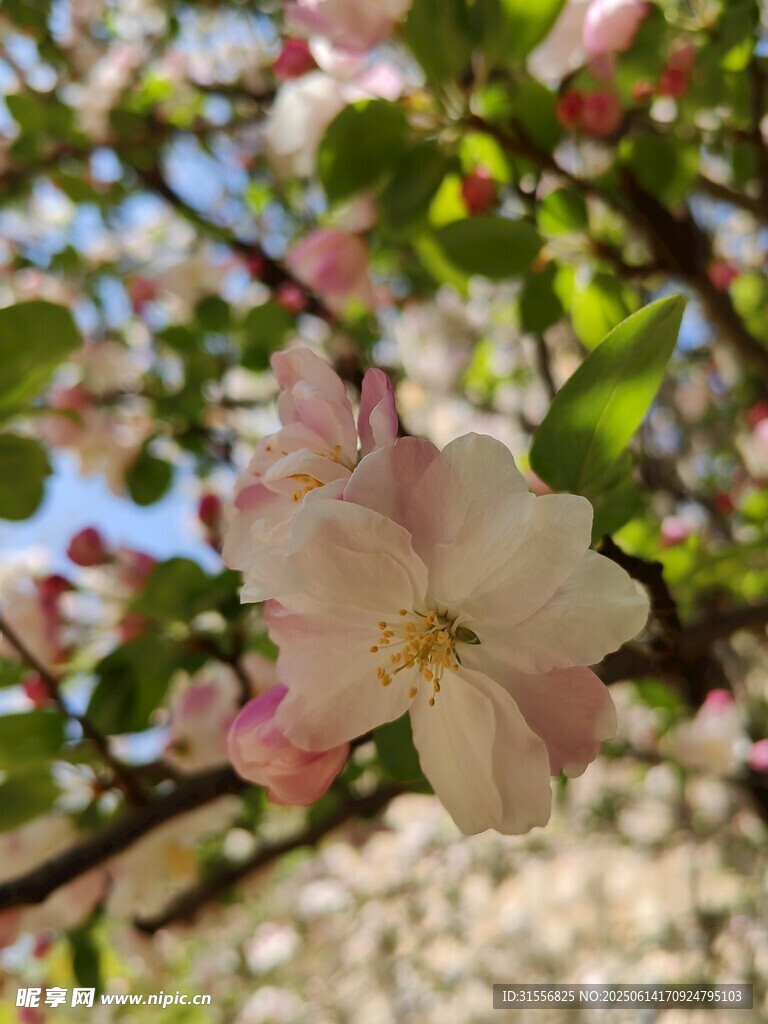 枝头绽放的粉嫩苹果花