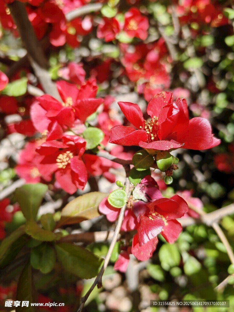 鲜艳红色花卉绽放
