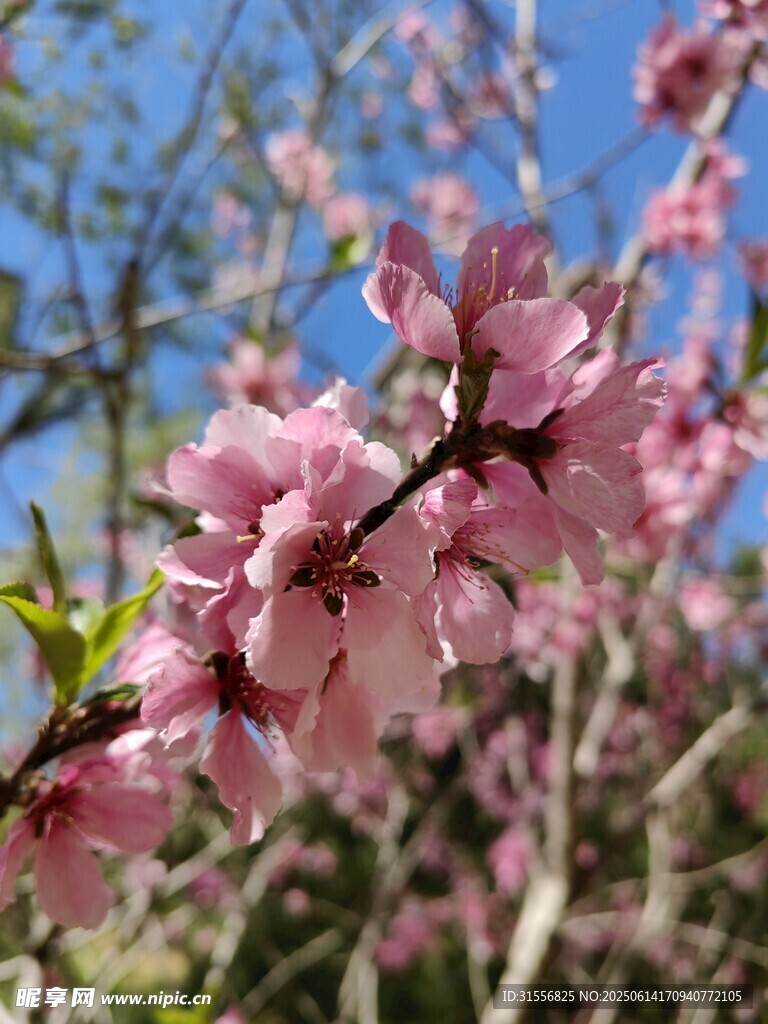 枝头绽放的粉嫩桃花