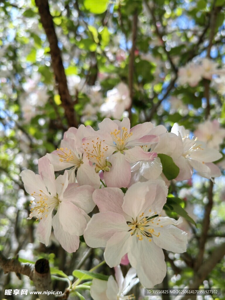 枝头绽放的粉嫩苹果花