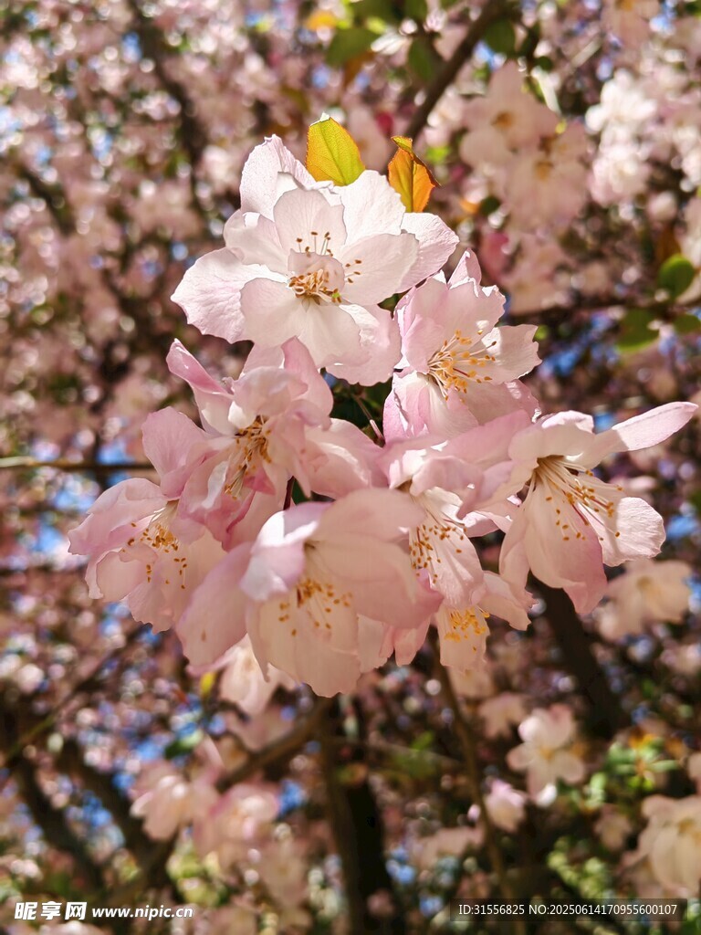 烂漫粉色樱花绽放枝头