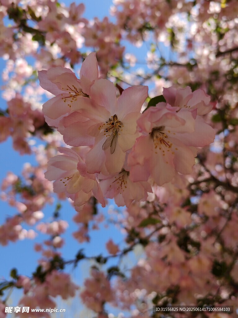 春日烂漫樱花枝头绽放