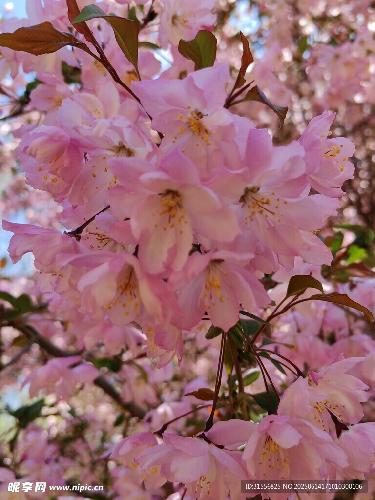 烂漫粉色樱花绽放枝头