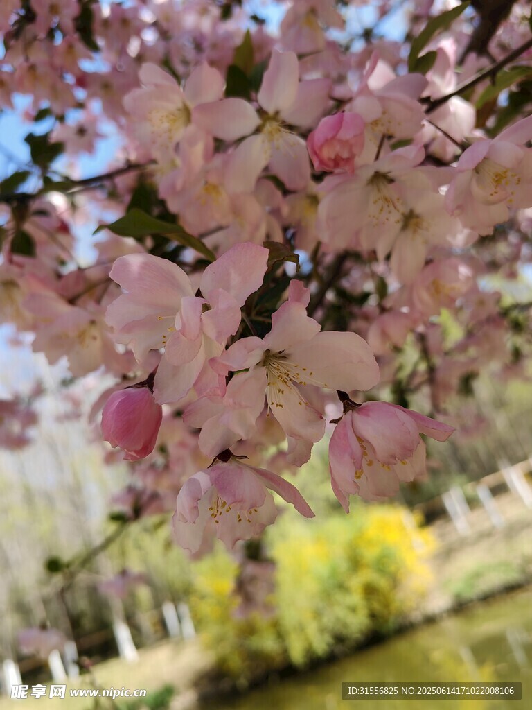 湖畔绽放的粉嫩樱花