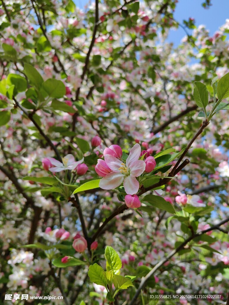 春日繁花盛开的枝头
