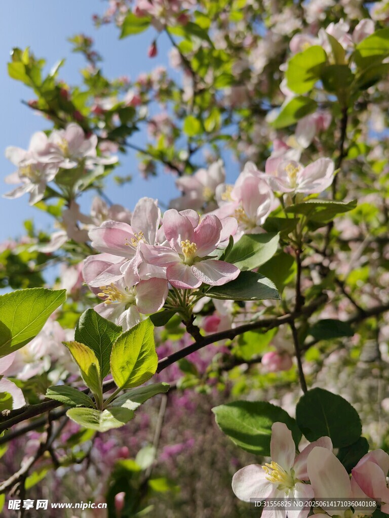 春日繁花盛开的苹果树