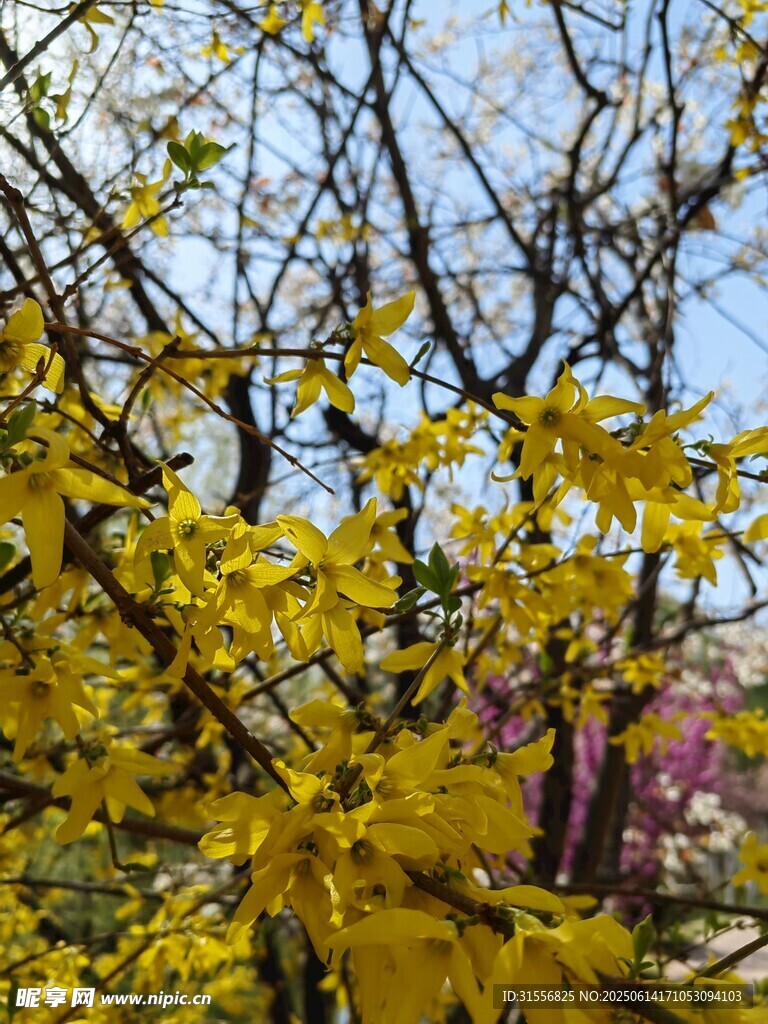 春日黄花满枝的绚烂景象