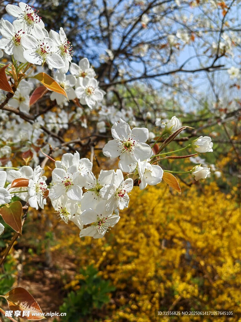 春日繁花绽放美景