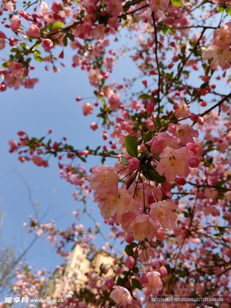 春日繁花盛开的烂漫枝头