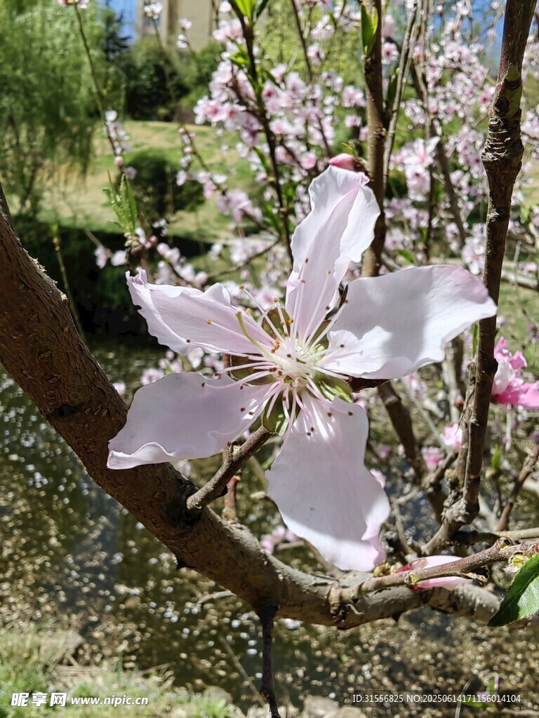 枝头绽放的娇艳苹果花