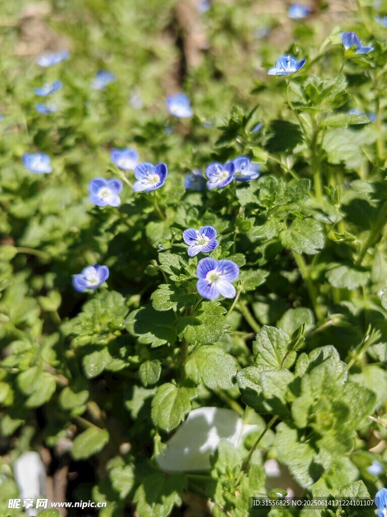 蓝花绿叶植物特写
