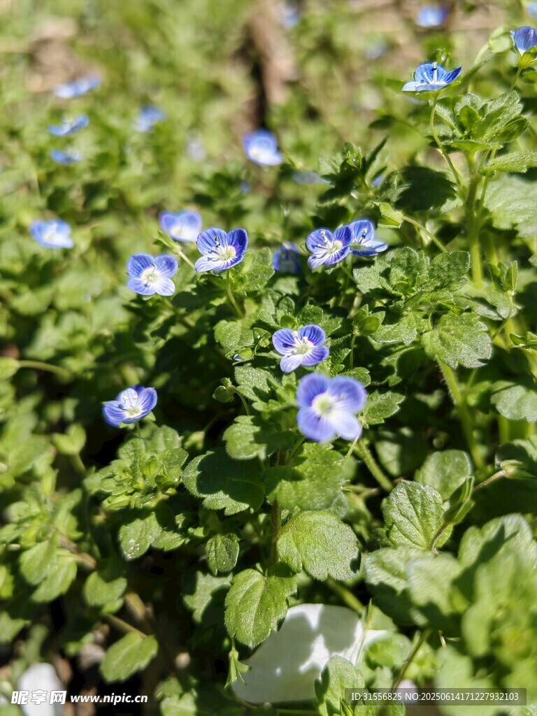 蓝花绿叶的清新植物景观