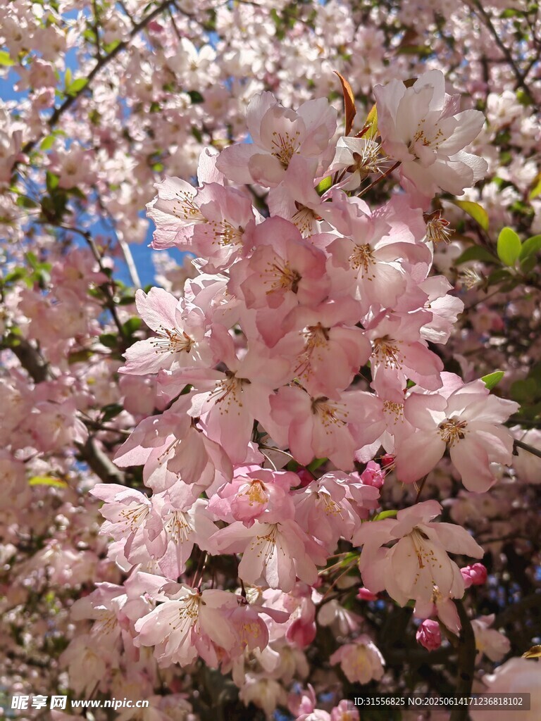 烂漫粉色樱花绽放枝头