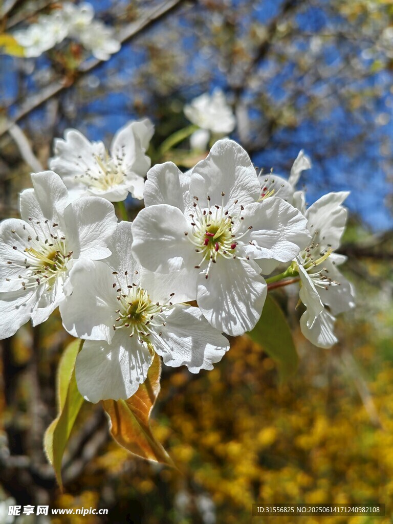 枝头绽放的洁白梨花
