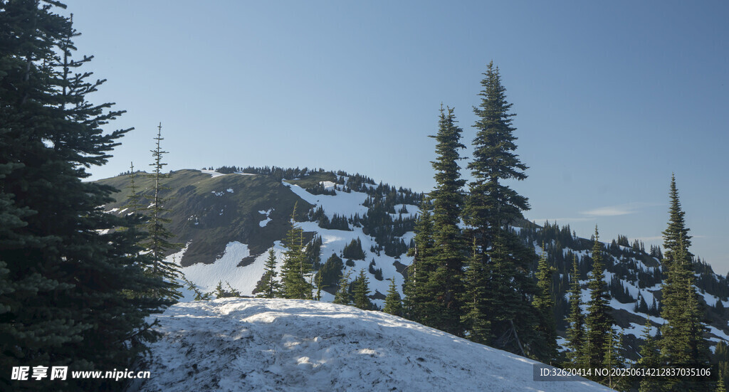 雪山松林美景