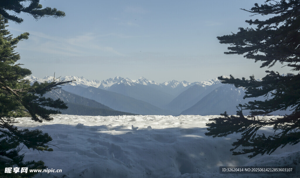 雪山松林间的壮美自然景观