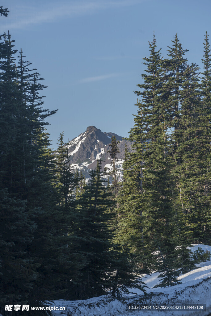 雪山松林美景