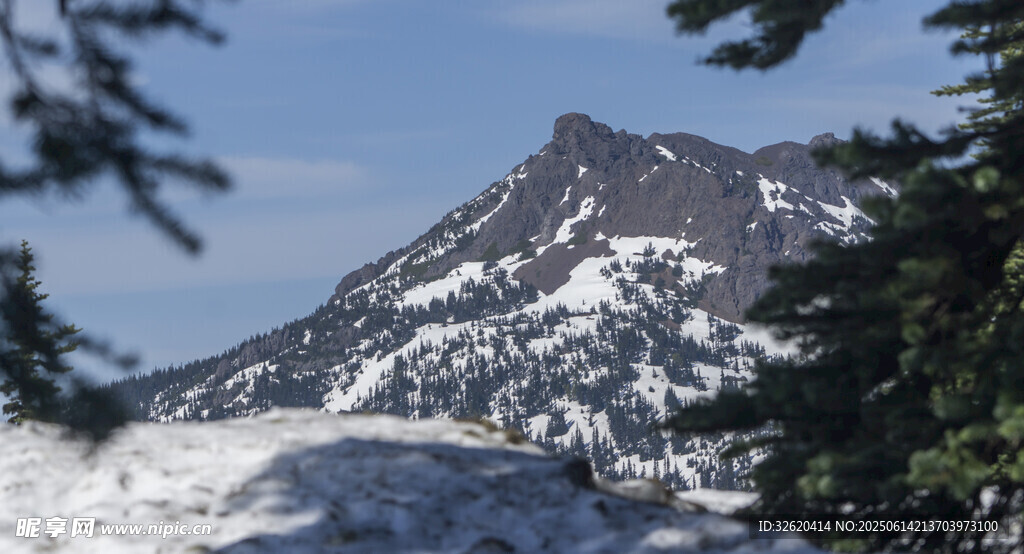 雪山松林美景