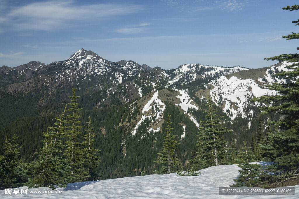 雪山松林美景