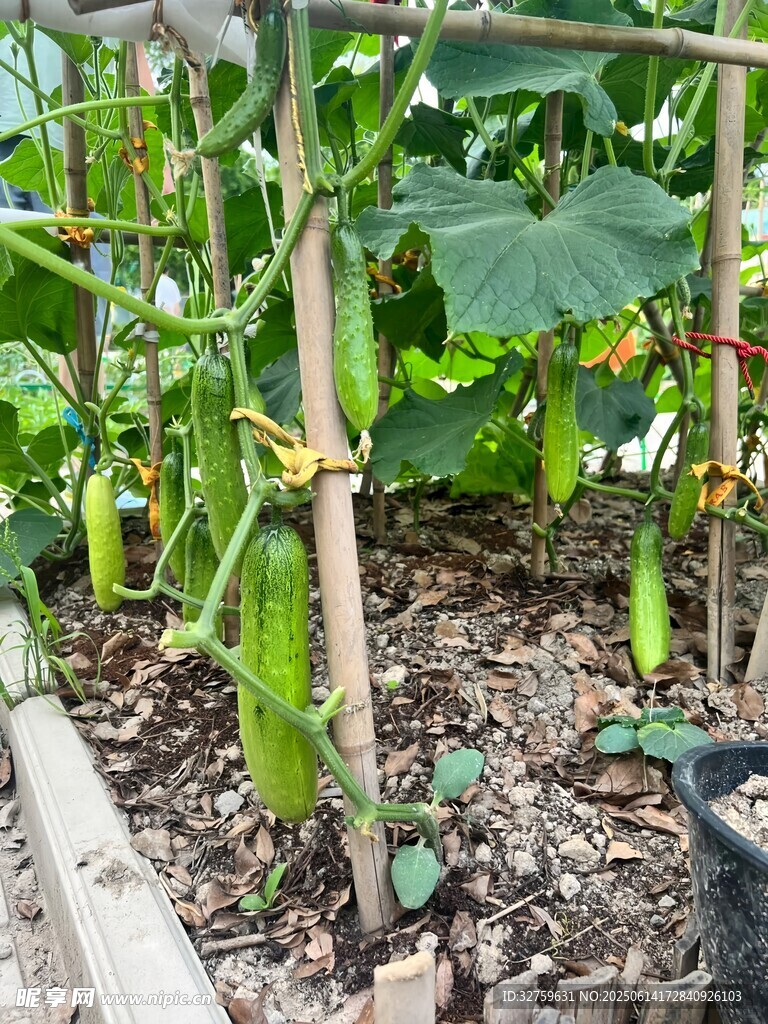 菜园里的黄瓜藤与果实
