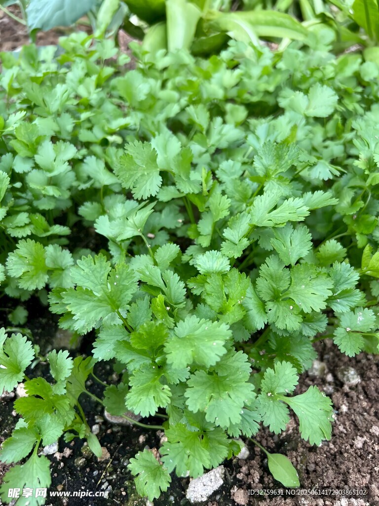 嫩绿香菜植株