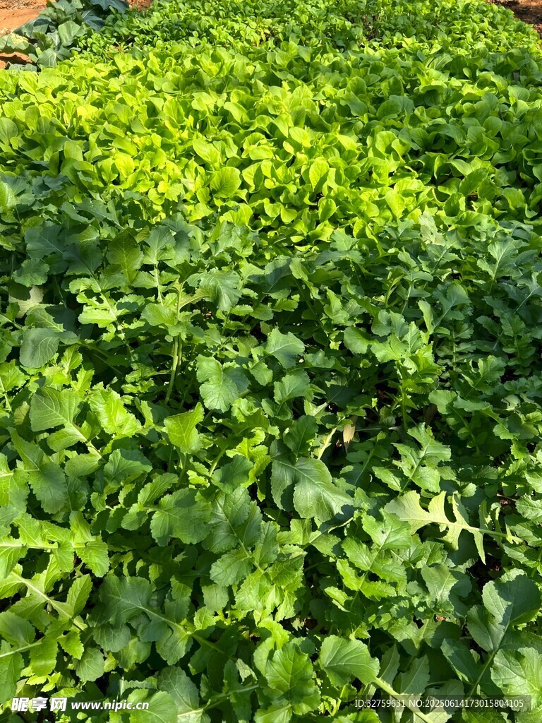 翠绿繁茂的植物景观