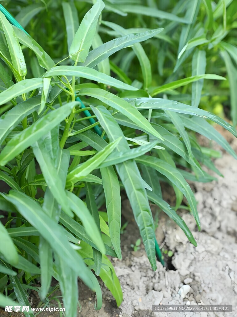 嫩绿麦苗生长于泥土间