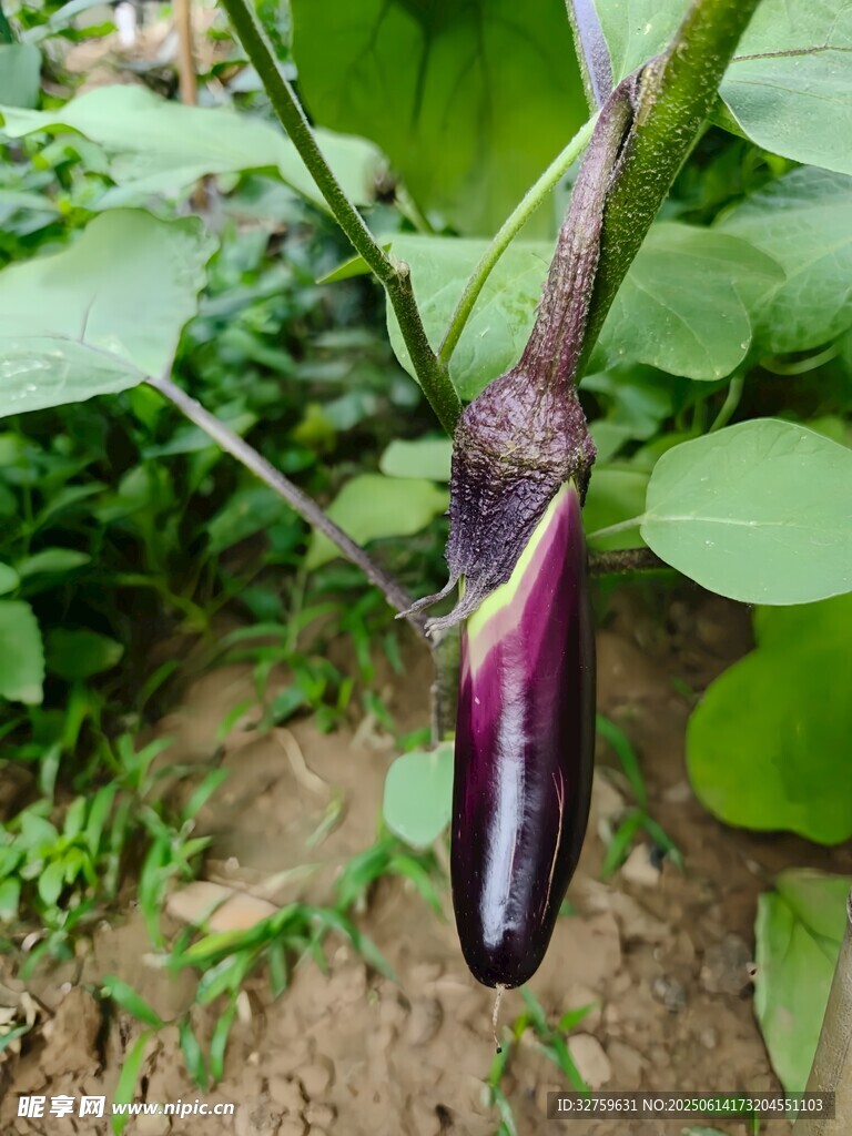 田间挂着的紫茄子