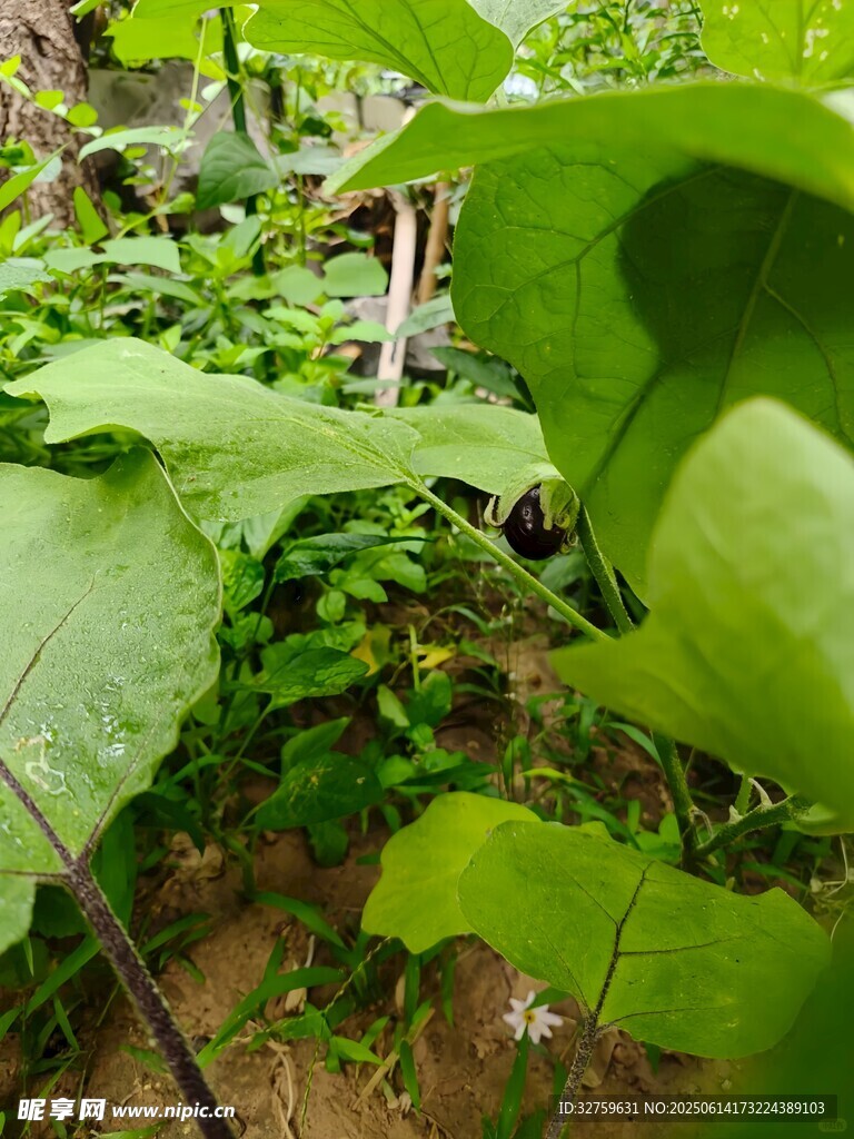 繁茂绿植展现自然生机