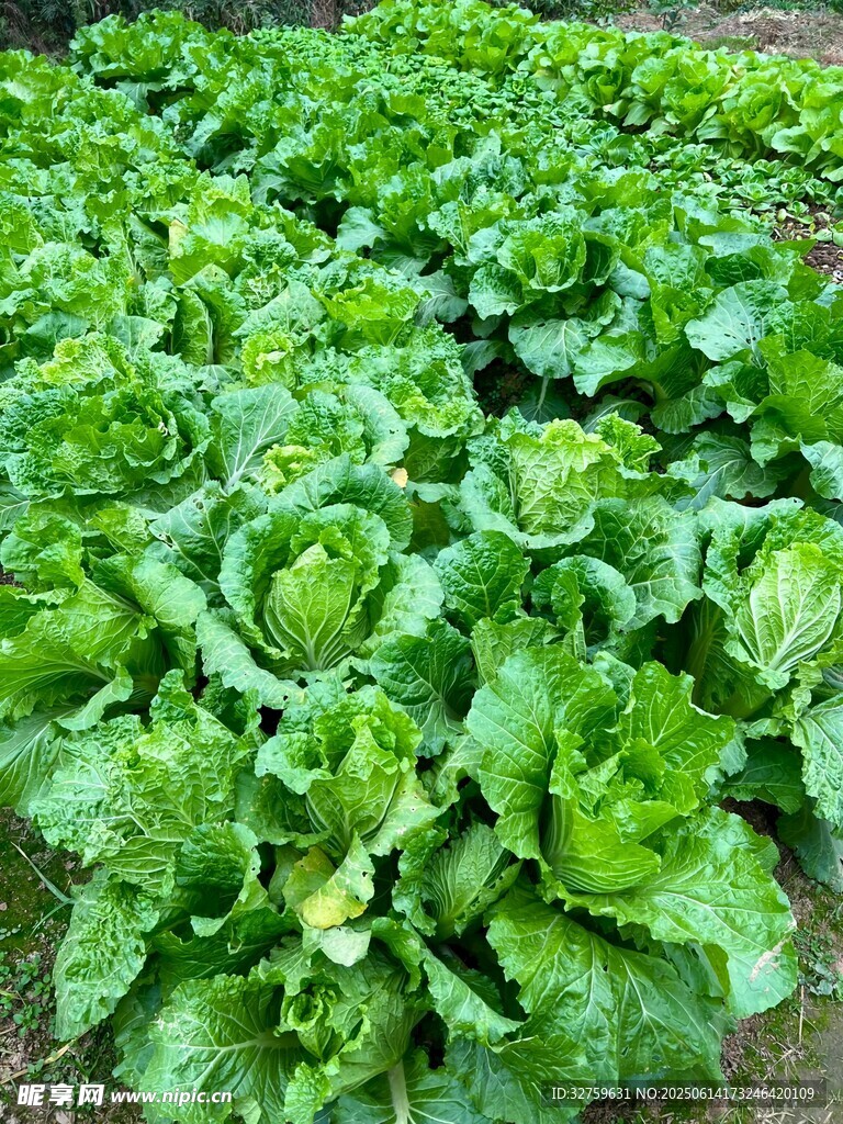 绿油油的白菜田